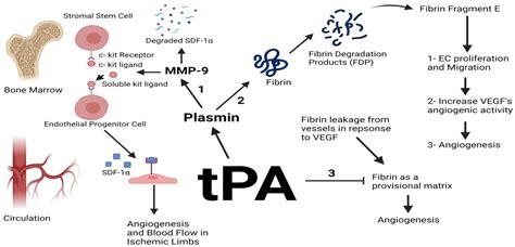 IJMS | Free Full-Text | The Plasminogen–Activator Plasmin System in ...