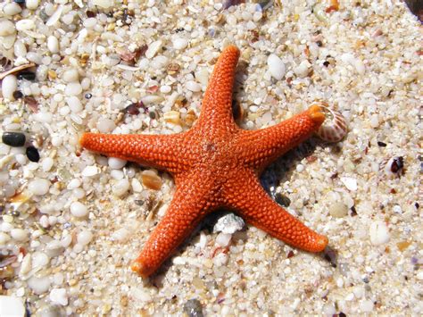 Curiosidades sobre las Estrellas de mar ¡SORPRENDENTES & UNICAS!