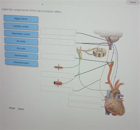 Solved Saved Label the components of the baroreceptor | Chegg.com