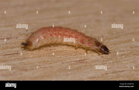 Wood boring timber pest deaths watch beetle larva Stock Photo - Alamy