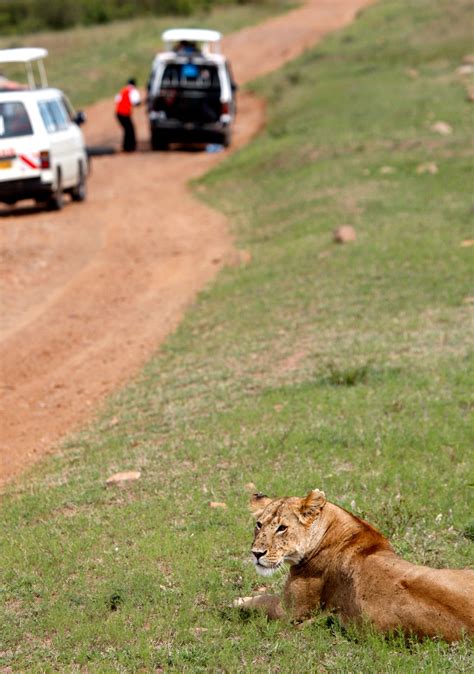 Lion Populations in Africa Decline amid Hunting and Habitat Loss - DER ...