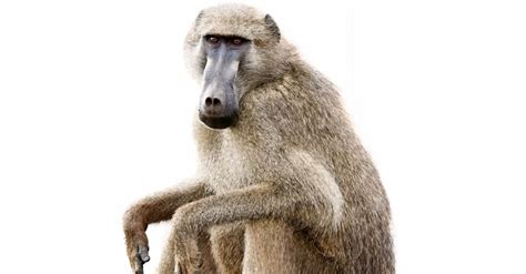 10 Incredible Baboon Facts - AZ Animals