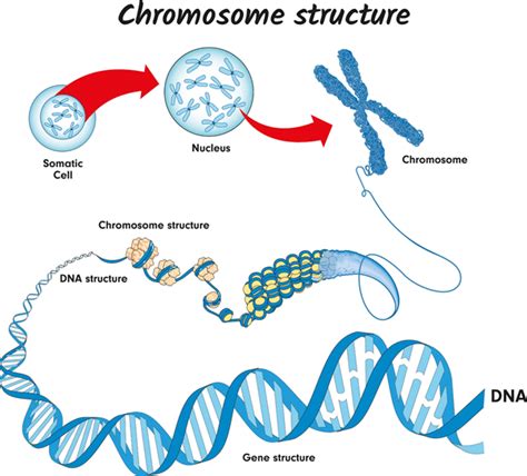 DNA and Chromosomes | GCSE Biology Revision