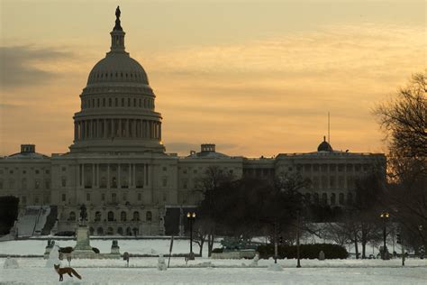 Capitol Hill fox, National Mall | Please attribute to Lorie … | Flickr