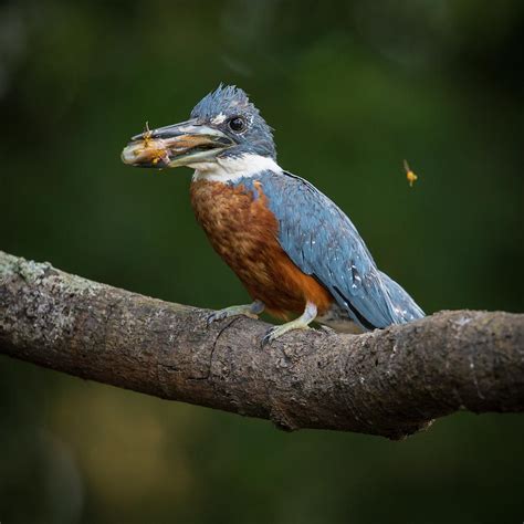 Brazil An Amazon Kingfisher Photograph by Ralph H. Bendjebar | Fine Art America