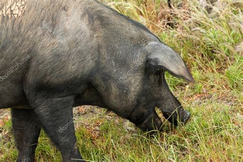 Iberian pig grazing — Stock Photo © Gelpi #151968310