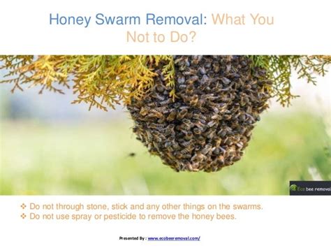 Honey bee swarm removal