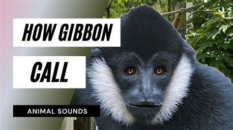 The Animal Sounds: Gibbon's Call / Sound Effect / Animation - YouTube