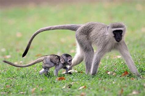 Monkey - Samango - Vervet - Africa Mammal Guide