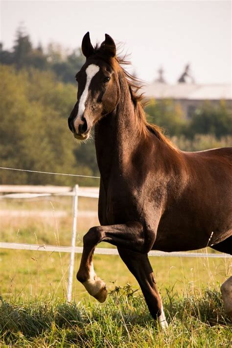 23+ Native American Horse Names & Meanings - Horse Name Generator