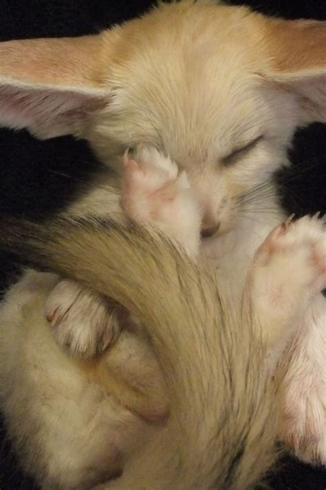 105 best images about Fennec Fox on Pinterest | Cutest pets, I want and ...