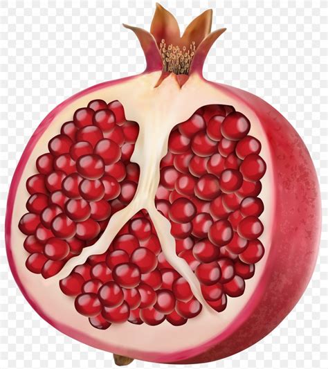 Vector Graphics Clip Art Illustration Pomegranate Stock Photography, PNG, 4442x5000px ...