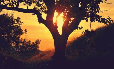 Silhouette Photography of Tree during Sunset · Free Stock Photo