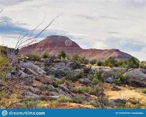 Tamarisk and Sagebrush Near the Fruita Paleo Area Stock Image - Image ...