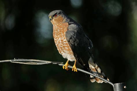 Bird Lore: Sharp-shinned Hawk - My Edmonds News