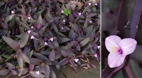 35 Purple Leaf Plants: Visual Identification Guide with Pictures