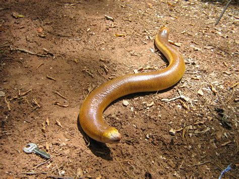 Category:Amphisbaena alba - Wikimedia Commons