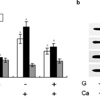 Regulation of differentiation markers expression in HaCaT cells. a ...