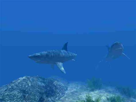 Great White Shark Habitat | lol-rofl.com