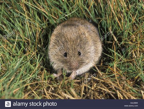 Field Vole High Resolution Stock Photography and Images - Alamy