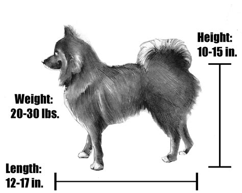 Full Grown Adult Pomsky - The Size Of An Adult Pomsky