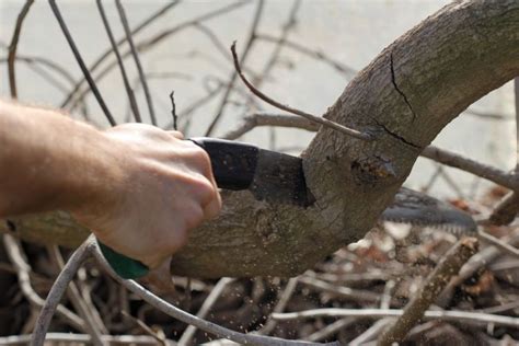 Tree Pruning Saw: How to Use It - Uncle Fred's Farm