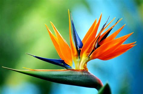 Bird Of Paradise Flower | WeNeedFun