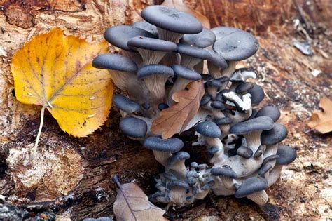 The Fruit Pearl of Fungi: Blue Oyster Mushrooms