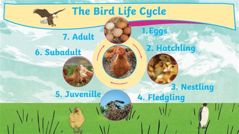 What Is The Life Cycle of a Bird? | Twinkl Teaching Wiki