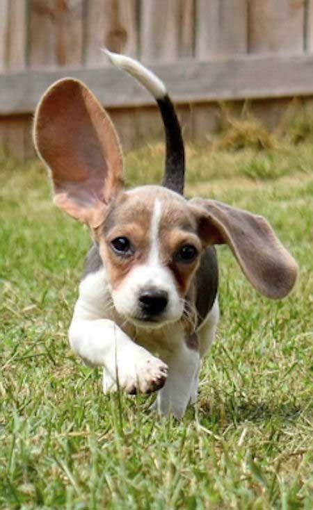 Fall in Love with the Baby Beagle! Beagle Puppy Pictures, Facts and ...