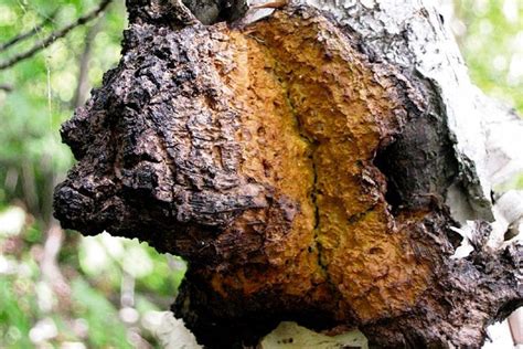 ️ Hongo Chaga, propiedades y beneficios para la salud La Casa de las Setas