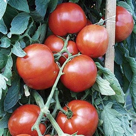 Bella Rosa Hybrid Tomato Seeds (20 Seed Pack) | Pricepulse