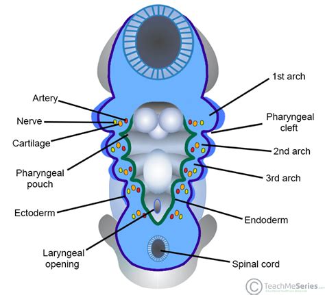 The Pharyngeal Arches - Clefts - Pouches - Embryology - TeachMeAnatomy