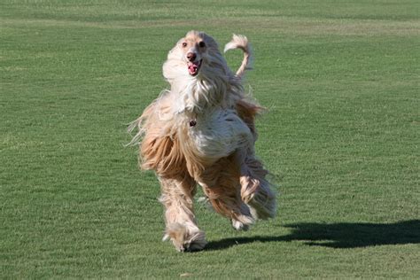 About AHRSC - Afghan Hound Rescue of So. California, Inc.