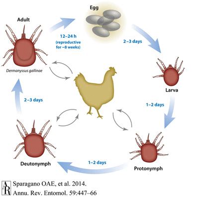 chicken mite - Dermanyssus gallinae