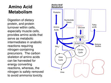 PPT - Amino Acid Metabolism 1: Nitrogen fixation and assimilation, amino acid degradation, the ...