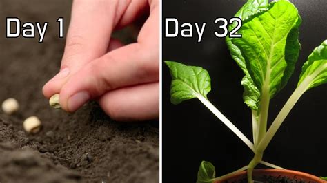 Growing Bok Choy from seeds 32-Day Timelapse - YouTube