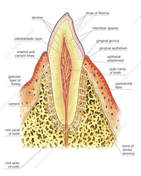 Structure of incisor tooth, artwork - Stock Image C021/2394 - Science Photo Library