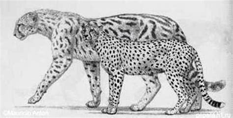 The Giant Cheetah is an extinct species of big... - The Big Cat Blog