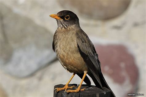 Aves de Argentina: Zorzal modelo