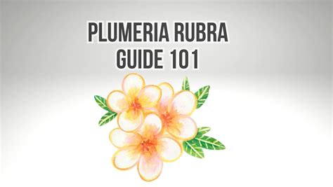 Plumeria Rubra Guide 101 - Plumeria Guy