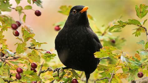 Listen to the Bird Song of the Common Blackbird, or Turdus Merula | Britannica