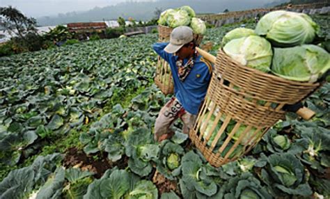 Produksi Sayur Melimpah, Kementan Klaim Bisa Ekspor - Bisnis Tempo.co