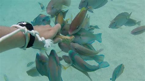 Snorkeling at Coki Beach, St Thomas USVI - Feeding Frenzy - YouTube