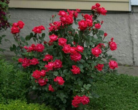 Double red knock out rose !!!!! | The "TEA ROSES" climbers,grandiflor…