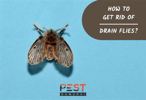 How to Get Rid of Drain Flies | Proven Techniques for Fast Results ...