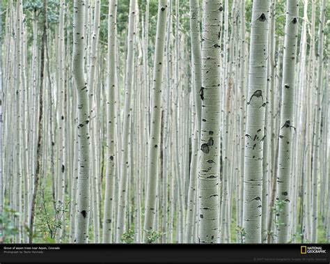 Aspen Bark Wallpaper - WallpaperSafari