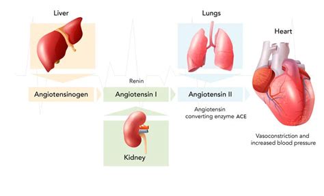 Preventing and treating complications of heart failure and Fabry disease