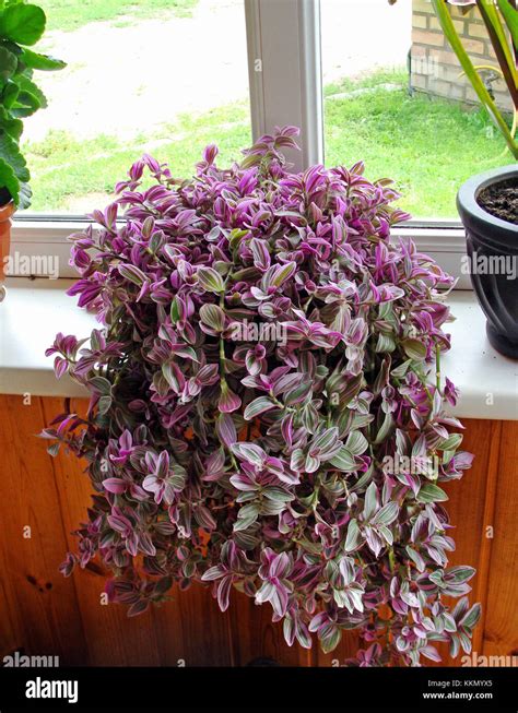 Indoor Plants With Purple And Green Leaves - apple-patch