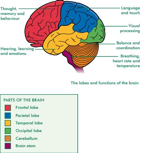 Brain Jack Image: Brain Functions Diagram